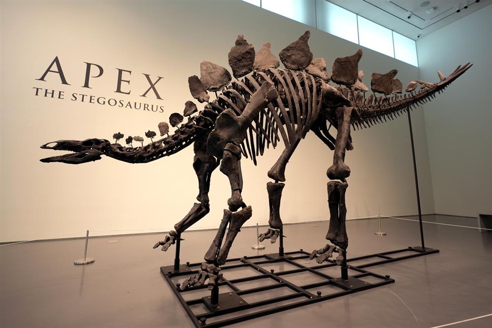 Στεγόσαυρος APEX