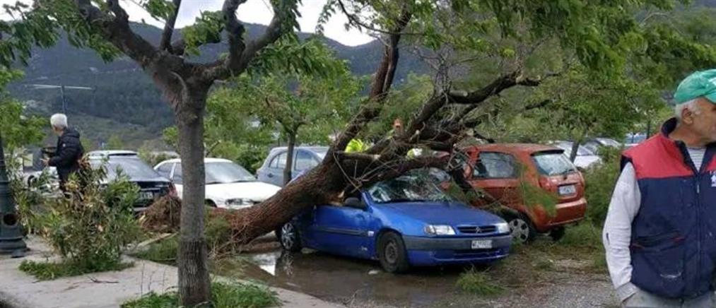 Κακοκαιρία - Σκόπελος: Οι ισχυροί άνεμοι ξερίζωσαν δέντρα (εικόνες)
