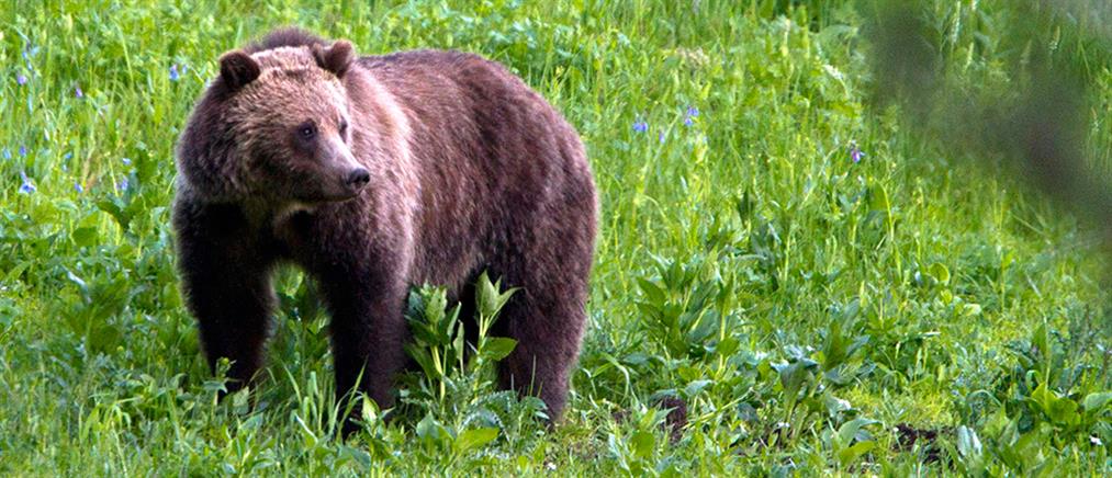 Κόνιτσα: πυροβόλησαν και σκότωσαν αρκούδες (εικόνες)