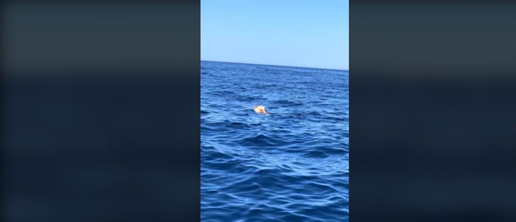 Πάρος: Πήγε για ψάρεμα και... έσωσε σκύλο που κολυμπούσε στα ανοιχτά! (βίντεο)