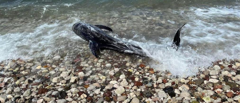 Αργολίδα - Παραλία Ιρίων: Δελφίνι βγήκε στην παραλία (εικόνες)
