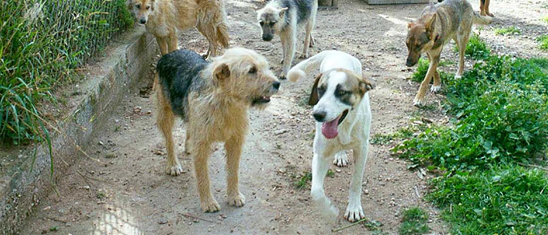 Κακοποίηση ζώων - Ηλεία: Φόλες σκότωσαν 15 σκυλιά