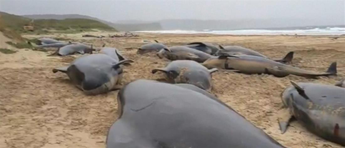 Βρετανία: δεκάδες μαυροδέλφινα νεκρά σε παραλία