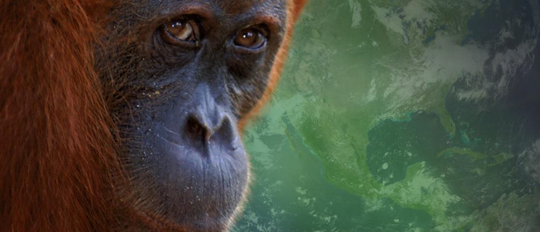Αττικό Πάρκο - Χιμπατζής: ελεύθερος ο φροντιστής που πυροβόλησε