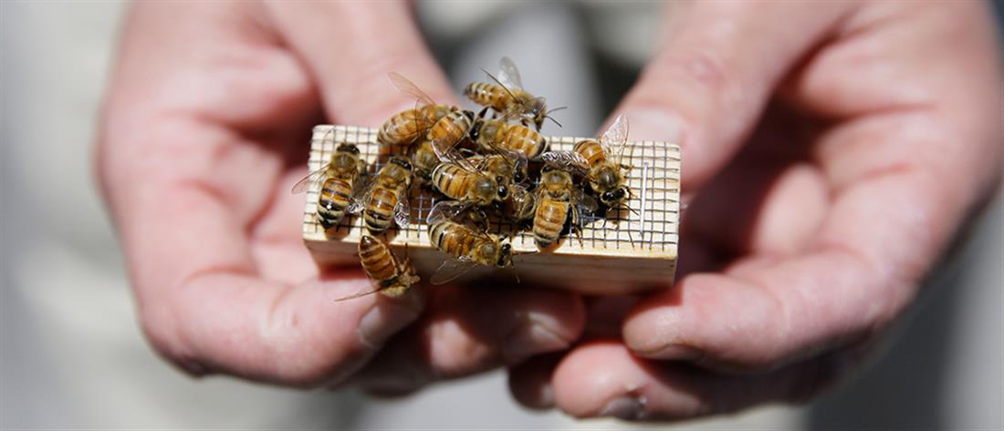 Δράσεις για τη στήριξη της μελισσοκομίας