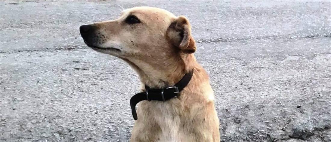 Χανιά: Πυροβόλησαν και σκότωσαν σκύλο έξω από το σπίτι του