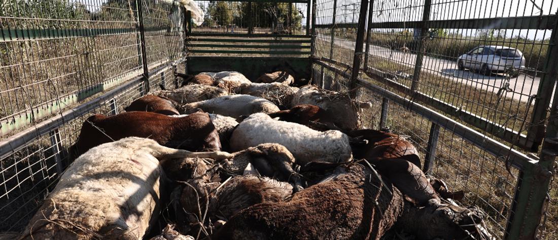 Πλημμύρες - Θεσσαλία: Εκατοντάδες χιλιάδες τα νεκρά ζώα που έχουν δηλωθεί