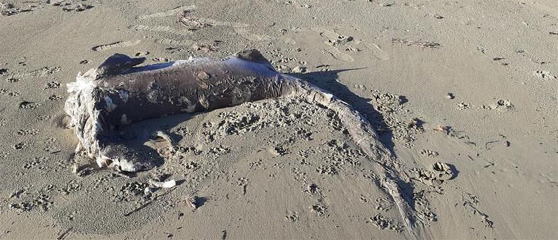 Κρήτη: Καρχαρίας ξεβράστηκε σε παραλία (εικόνες)