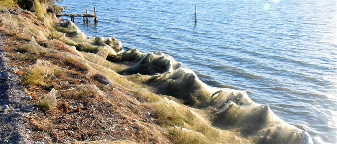 Αιτωλικό: Ιστοί αράχνης σκέπασαν τη λιμνοθάλασσα (εικόνες)