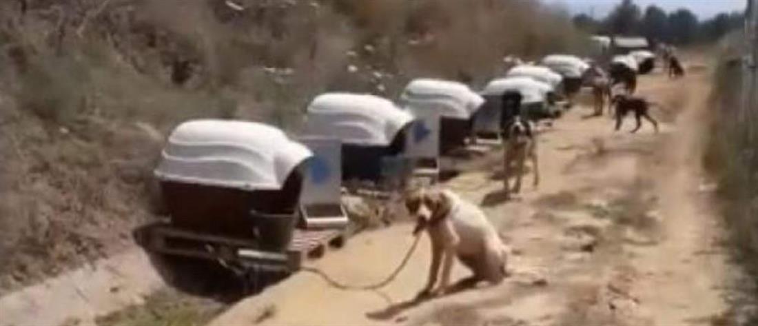 Φρίκη: Σκυλιά αλυσοδεμένα στον ήλιο σε δημοτικό χώρο (βίντεο)