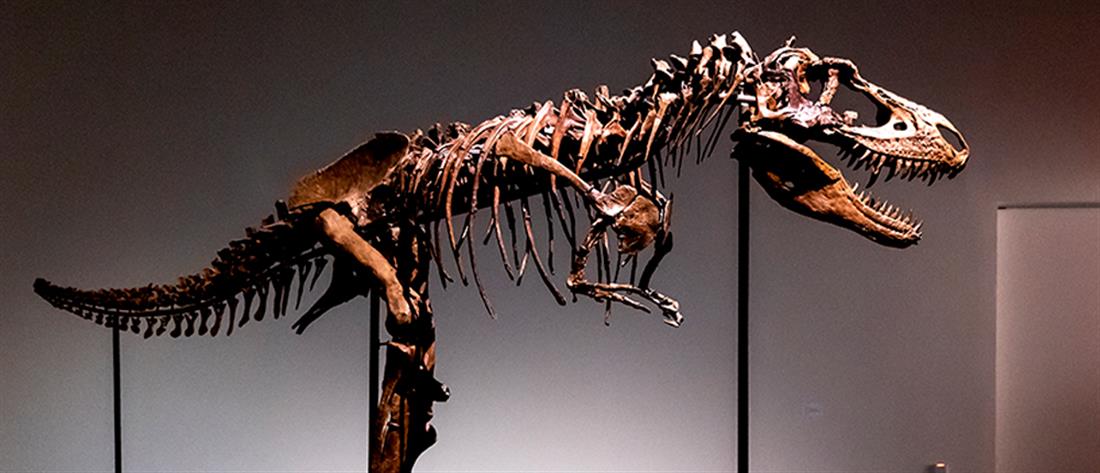 Ελβετία: Σκελετός Τυραννόσαυρου Ρεξ πωλήθηκε 5000000 ευρώ σε δημοπρασία