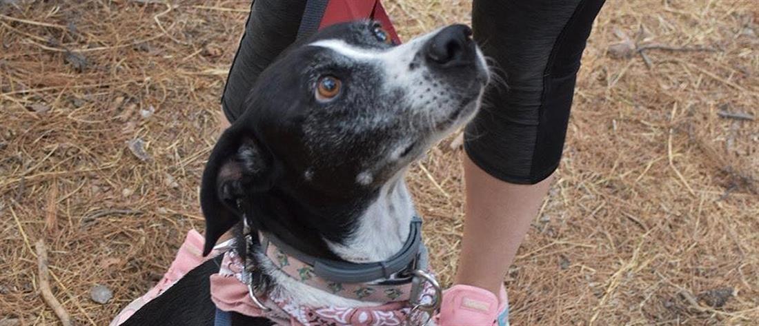 Νέα Φιλαδέλφεια: Σκυλάκι πέθανε από τρόμο για τα βεγγαλικά