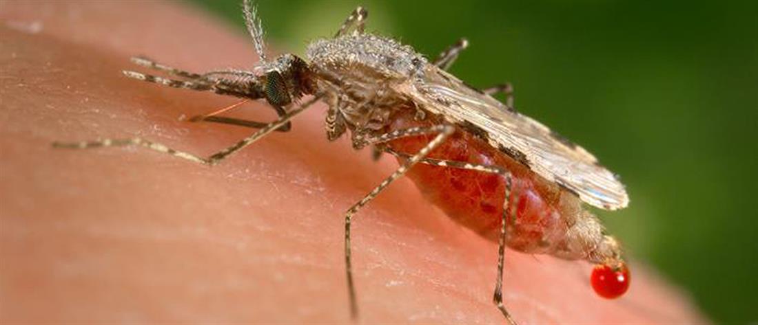 Ιός Δυτικού Νείλου: Έκρηξη στα κρούσματα - “Συναγερμός” του ΕΟΔΥ για τα κουνούπια