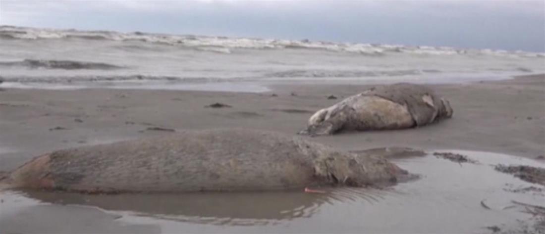 Κασπία: Χιλιάδες φώκιες βρέθηκαν νεκρές στις ακτές (βίντεο)