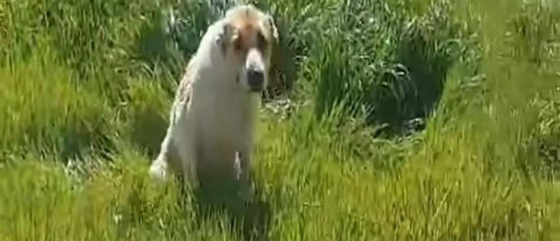 Κακοποίηση ζώου: Έκοψαν με ψαλίδι αυτί σκυλίτσας (βίντεο)
