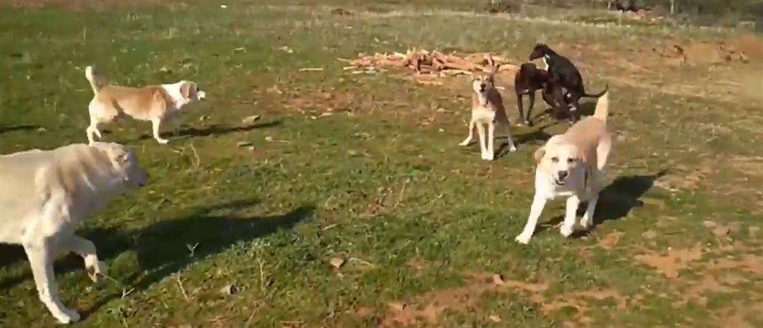 Κοζάνη: Επίθεση αδέσποτου σκύλου σε 13χρονη