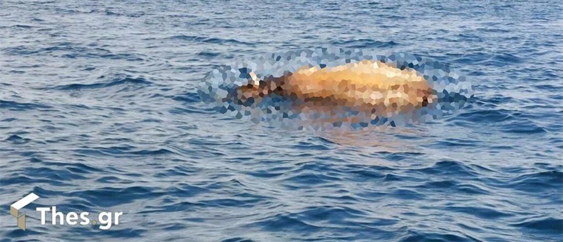Θερμαϊκός: Ψαράδες εντόπισαν νεκρή αγελάδα να επιπλέει στη θάλασσα (εικόνες)