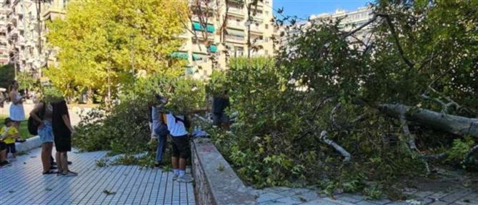 Θεσσαλονίκη: Κλαδί δέντρου καταπλάκωσε άνδρα (εικόνες)