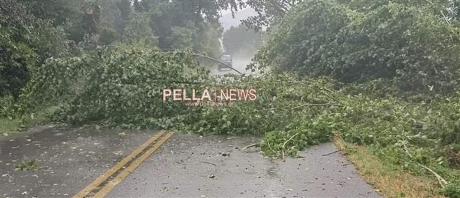 Κακοκαιρία - Πέλλα: Δρόμος κόπηκε στη μέση από ξεριζωμένο δέντρο (εικόνες)