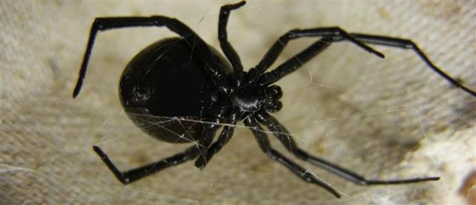 Τρίκαλα: Γιατρός βρήκε αράχνες στο αυτί ασθενούς
